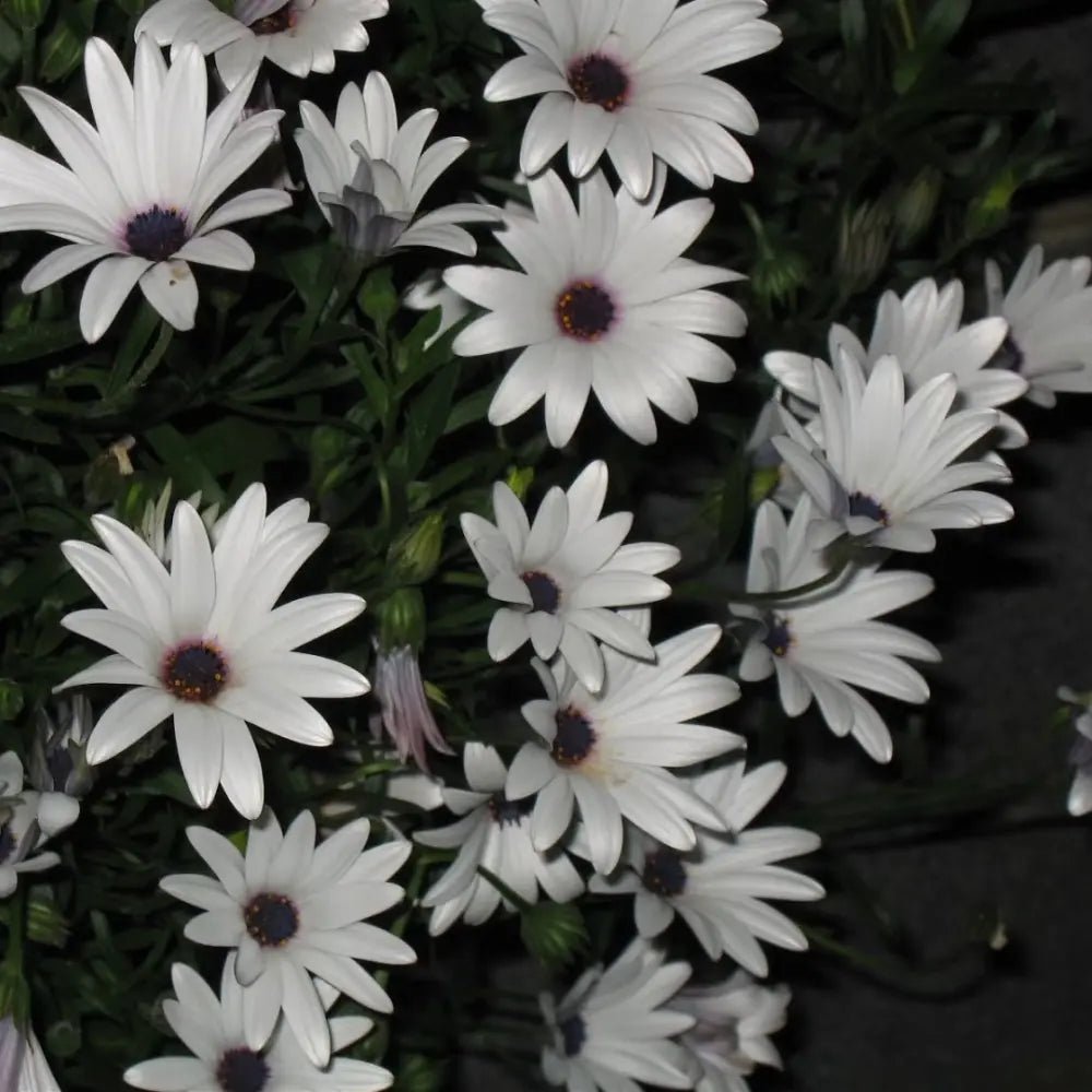 White Satin Flower Seeds - Verdseeds